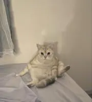 maiの画像
