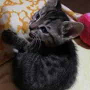 マオの画像