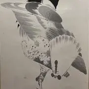 ニワリトリのスケ