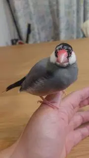 oOAsaOo
