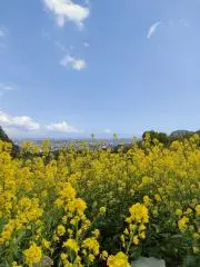 Nakauの画像