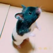 みやこの画像