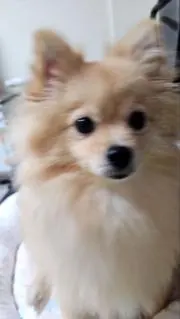 ← 犬の画像