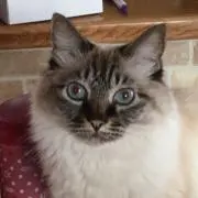 コロン