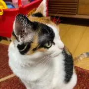 かなめ