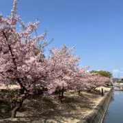 もいの画像