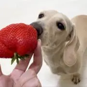 SUDOの画像
