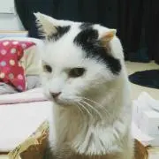 ライスボール