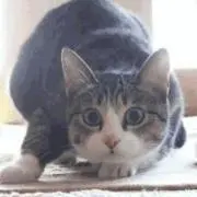 novleseの画像