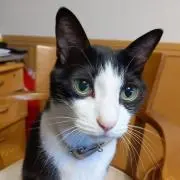 牛がら猫