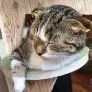 玉屋の画像