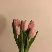 ももきちの画像