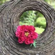 たらの画像