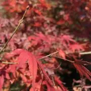 ひきちゃんの画像