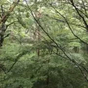 cocoの画像