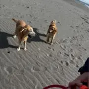 tomoの画像