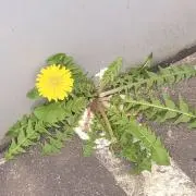 みな