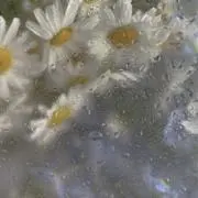 ソリンの画像