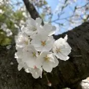 ササミの画像