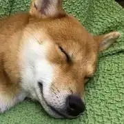 Hiの画像