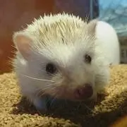ころ