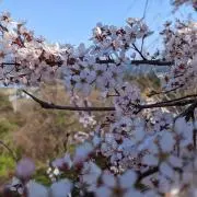 スプライトの画像