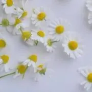 E (プロフ必ず読んで下さい)の画像