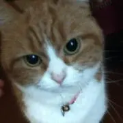 みいこ