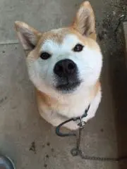 T2Zの画像