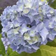 はぴはぴの画像
