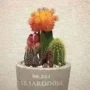 ゆきの画像