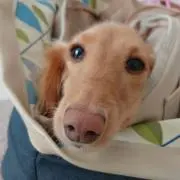 tinaの画像