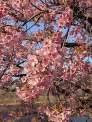 桜の画像