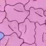 ぺんぺんの画像