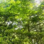 Yの画像
