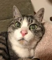 おーれの画像