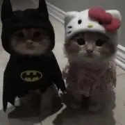 、、、の画像
