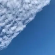 ミズキの画像