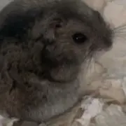 FT