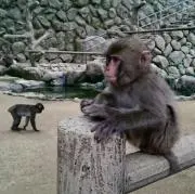 はるきちの画像