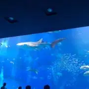 ショコラティエの画像