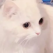 めめえの画像