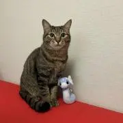 牛タンの画像