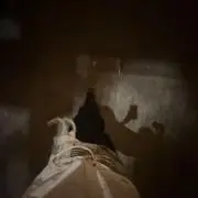 白万葉蓮の画像