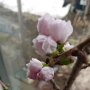 ふーねぇの画像