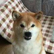 kou2316の画像