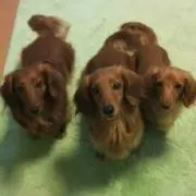 あきゅら