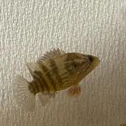 しんやの画像