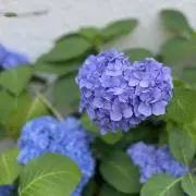 masami