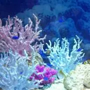 ユメ✨ユメ